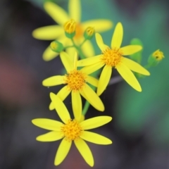 Senecio velleioides (Forest Groundsel) at Kiah, NSW - 23 Dec 2022 by KylieWaldon