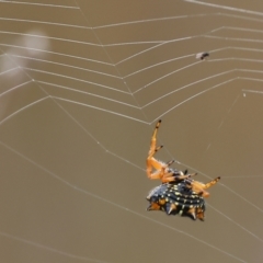 Austracantha minax (Christmas Spider, Jewel Spider) at Wallagoot, NSW - 25 Dec 2022 by KylieWaldon