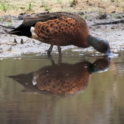 Anas castanea (Chestnut Teal) at Wallagoot, NSW - 25 Dec 2022 by KylieWaldon