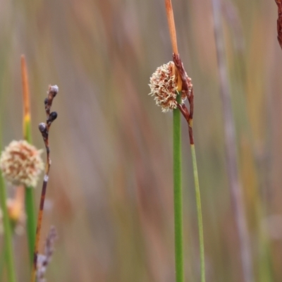 Ficinia nodosa (Knobby Club-rush) at Wallagoot, NSW - 25 Dec 2022 by KylieWaldon