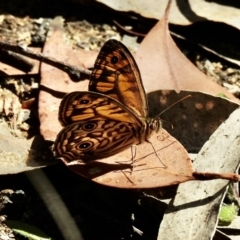 Geitoneura acantha (Ringed Xenica) at High Range, NSW - 20 Dec 2022 by GlossyGal