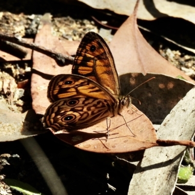 Geitoneura acantha (Ringed Xenica) at High Range, NSW - 21 Dec 2022 by GlossyGal