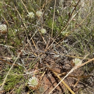 Trifolium sp. at Jerrabomberra, NSW - 29 Dec 2022