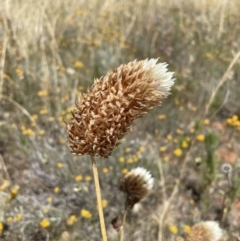 Trifolium sp. at Jerrabomberra, NSW - 29 Dec 2022