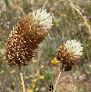 Trifolium sp. at Jerrabomberra, NSW - 29 Dec 2022