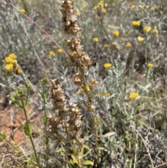 Gamochaeta purpurea (Purple Cudweed) at Jerrabomberra, NSW - 29 Dec 2022 by Mavis