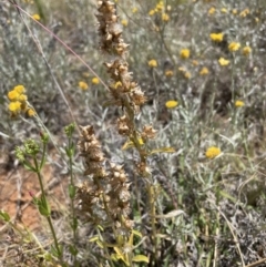 Gamochaeta sp. (Cudweed) at Jerrabomberra, NSW - 29 Dec 2022 by Mavis