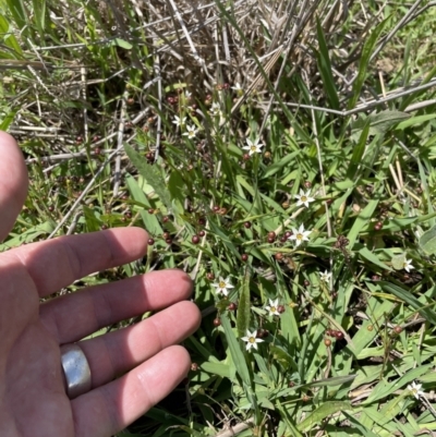 Sisyrinchium rosulatum (Scourweed) at Jerrabomberra, NSW - 29 Dec 2022 by Mavis