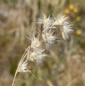 Rytidosperma sp. at Jerrabomberra, NSW - 29 Dec 2022