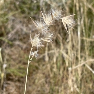 Rytidosperma sp. at Jerrabomberra, NSW - 29 Dec 2022