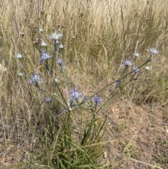 Eryngium ovinum at Jerrabomberra, NSW - 29 Dec 2022