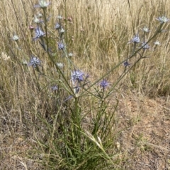 Eryngium ovinum at Jerrabomberra, NSW - 29 Dec 2022