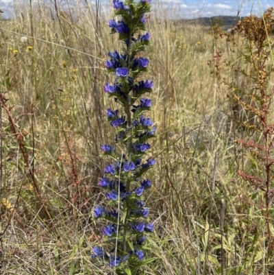 Echium vulgare (Vipers Bugloss) at Jerrabomberra, NSW - 29 Dec 2022 by Mavis