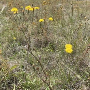 Crepis capillaris at Jerrabomberra, NSW - 29 Dec 2022