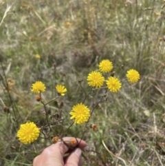 Crepis capillaris at Jerrabomberra, NSW - 29 Dec 2022