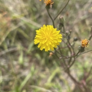 Crepis capillaris at Jerrabomberra, NSW - 29 Dec 2022