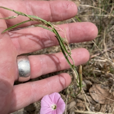 Convolvulus angustissimus (Pink Bindweed) at Jerrabomberra, NSW - 29 Dec 2022 by Mavis