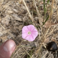 Convolvulus angustissimus at Jerrabomberra, NSW - 29 Dec 2022 11:45 AM