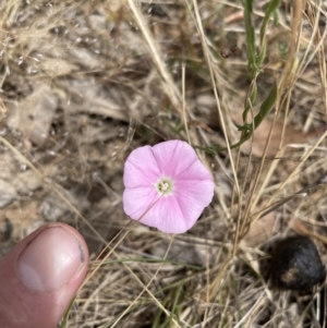 Convolvulus angustissimus at Jerrabomberra, NSW - 29 Dec 2022 11:45 AM