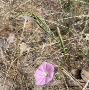 Convolvulus angustissimus at Jerrabomberra, NSW - 29 Dec 2022 11:45 AM