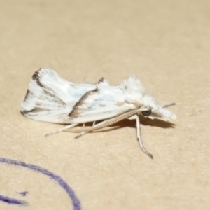 Heliocosma argyroleuca at Duffy, ACT - 29 Dec 2022