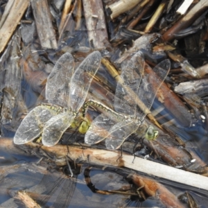 Anax papuensis at Kambah, ACT - 28 Dec 2022 05:24 PM