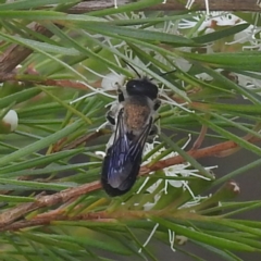 Megachile lucidiventris (Resin bee, Megachilid bee) at Kambah Pool - 28 Dec 2022 by HelenCross