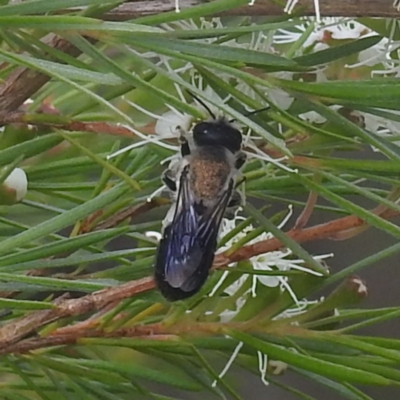 Megachile lucidiventris (Resin bee, Megachilid bee) at Paddys River, ACT - 28 Dec 2022 by HelenCross