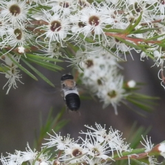 Megachile lucidiventris at Paddys River, ACT - 29 Dec 2022 09:36 AM