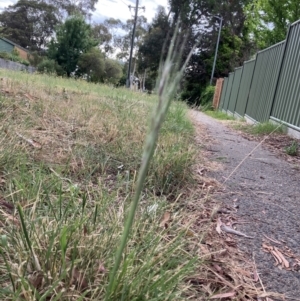 Nassella neesiana at Rivett, ACT - 29 Dec 2022