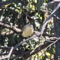 Smicrornis brevirostris (Weebill) at Phillip, ACT - 28 Dec 2022 by stofbrew