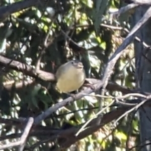 Smicrornis brevirostris at Phillip, ACT - 28 Dec 2022