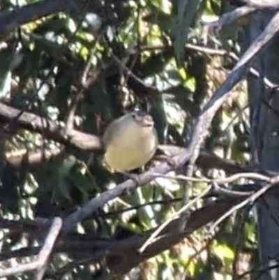 Smicrornis brevirostris (Weebill) at Phillip, ACT - 27 Dec 2022 by stofbrew