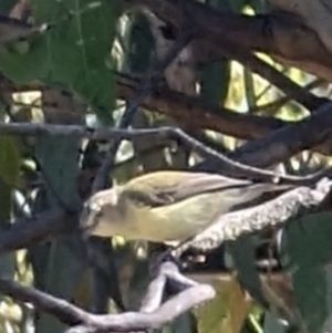 Smicrornis brevirostris at Phillip, ACT - 28 Dec 2022