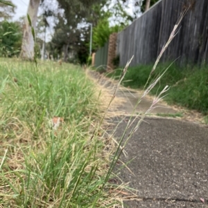 Nassella neesiana at Rivett, ACT - 29 Dec 2022