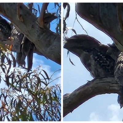 Podargus strigoides (Tawny Frogmouth) at Tinderry, NSW - 29 Dec 2022 by anaqbn