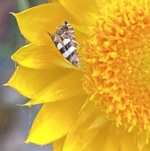 Glyphipterix meteora at Googong, NSW - suppressed