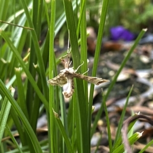 Sceliodes cordalis at Googong, NSW - suppressed