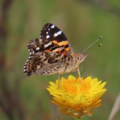 Vanessa kershawi (Australian Painted Lady) at Mount Taylor - 29 Dec 2022 by MatthewFrawley