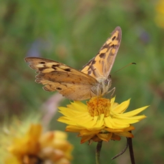 Heteronympha merope (Common Brown Butterfly) at Kambah, ACT - 29 Dec 2022 by MatthewFrawley