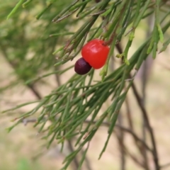 Exocarpos cupressiformis (Cherry Ballart) at Kambah, ACT - 29 Dec 2022 by MatthewFrawley