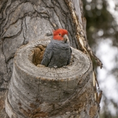 Callocephalon fimbriatum (Gang-gang Cockatoo) at Ainslie, ACT - 29 Dec 2022 by trevsci