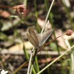 Erina hyacinthina (Varied Dusky-blue) at High Range, NSW - 20 Dec 2022 by GlossyGal