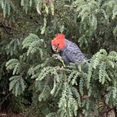 Callocephalon fimbriatum (Gang-gang Cockatoo) at Ainslie, ACT - 28 Dec 2022 by trevsci