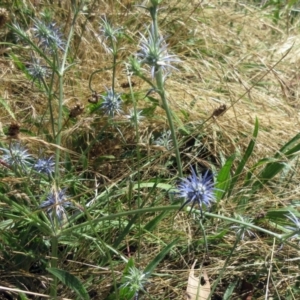 Eryngium ovinum at Molonglo Valley, ACT - 28 Dec 2022 11:16 AM