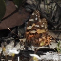 Vanessa kershawi (Australian Painted Lady) at High Range, NSW - 20 Dec 2022 by GlossyGal