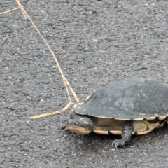 Chelodina longicollis (Eastern Long-necked Turtle) at Molonglo Valley, ACT - 29 Dec 2022 by stofbrew