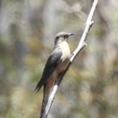 Cacomantis flabelliformis (Fan-tailed Cuckoo) at High Range, NSW - 21 Dec 2022 by GlossyGal