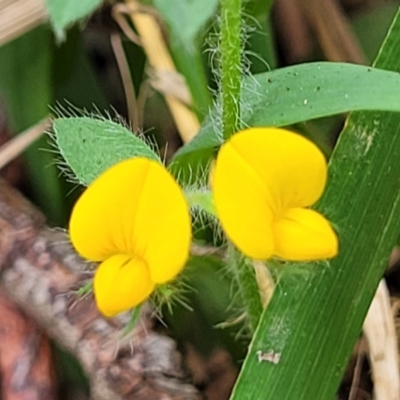 Lotus sp. (Trefoil) at Bateau Bay, NSW - 29 Dec 2022 by trevorpreston