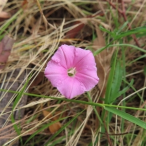 Convolvulus angustissimus subsp. angustissimus at Kambah, ACT - 29 Dec 2022